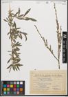Foto von Salix purpurea L.